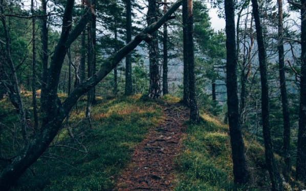 How to Build Consistent Stream of Passive Income & Maximize Your Dividends from Stock Investing